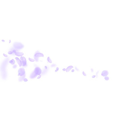 Violet flower petals falling down. Amusing romanti