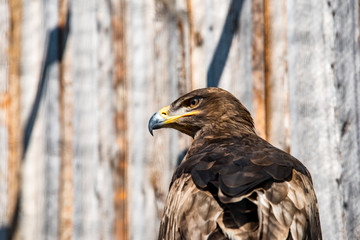 Close-up of a Red Tailed Hawk