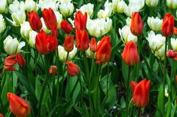 Flowering tulips in the park