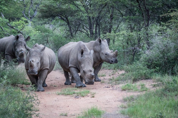 Obraz premium Group of White rhinos standing in the road.