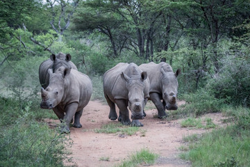 Fototapeta premium Group of White rhinos standing in the road.