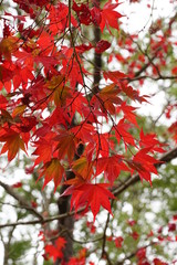楓の紅葉