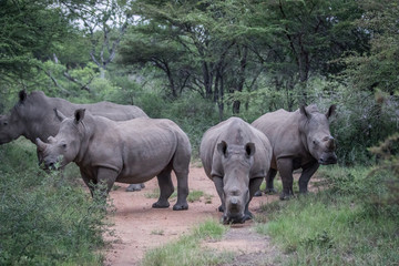 Fototapeta premium Group of White rhinos standing in the road.