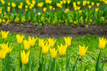 Obraz premium Glade of colored tulips for cards
