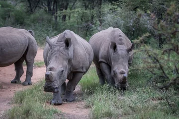 Foto op Plexiglas Group of White rhinos standing in the road. © simoneemanphoto