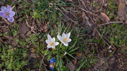 blooming crocus spring