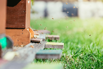 Bees hive: Flying to the landing boards