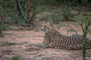 Cheetah laying down in the sand.