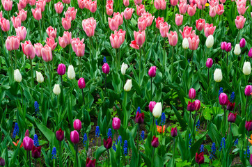 Glade of colored tulips for cards