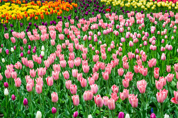 Glade of colored tulips for cards