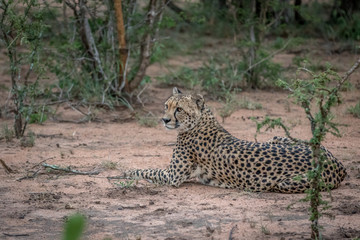 Cheetah laying down in the sand.