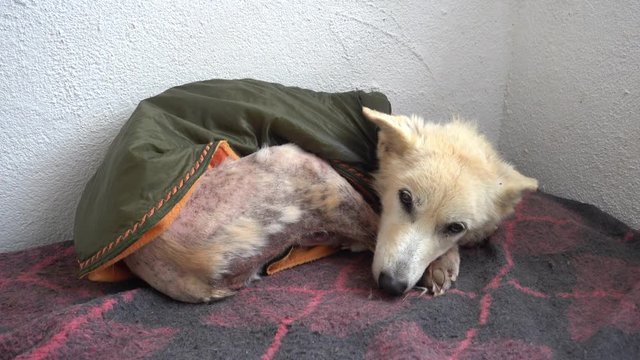 4K Poor dog affected by tetter shakes with cold on blanket