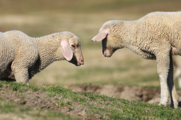 Obraz premium Two little Lambs play at pasture
