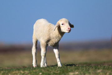 Obraz premium fluffy lamb on the meadow