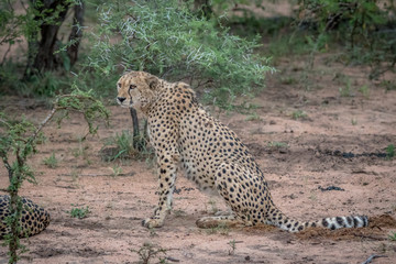 Cheetah sitting in the sand in the Kruger.