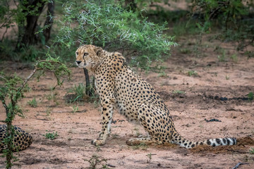 Cheetah sitting in the sand in the Kruger.