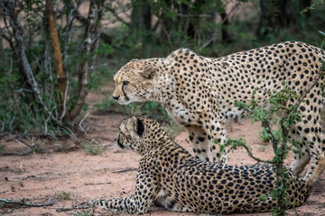 Fototapeta na wymiar Two Cheetahs in the bush in the Kruger.