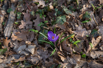 blooming crocus spring