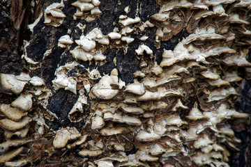 mushrooms or fungus on tree, healthy eating.