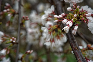Blooming cherry blossom background in spring season.
