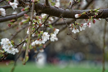Blooming cherry blossom background in spring season.