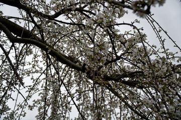 Blooming cherry blossom background in spring season.
