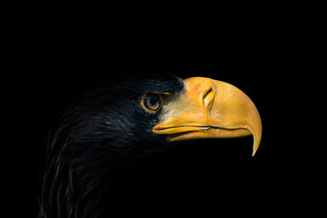 Eagle on black