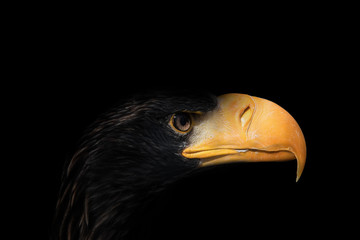 Eagle on black
