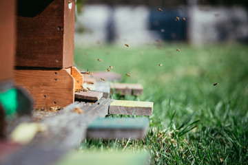Bees hive: Flying to the landing boards