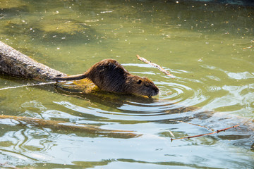 Beaver