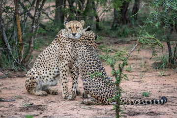 Two Cheetahs sitting in the sand.