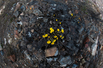 Ecology, flowers grew on stones and in the environment soiled with machine oil and oil products