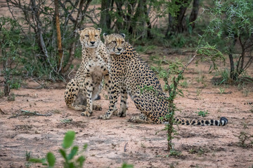 Two Cheetahs sitting in the sand.