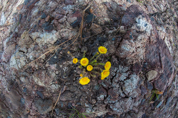 Ecology, flowers grew on stones and in the environment soiled with machine oil and oil products