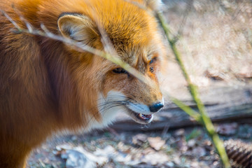 Red fox