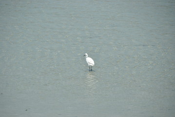 White heron in Jaffna in Sri Lanka
