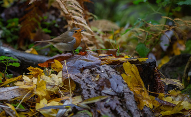 Robin Bird Europe
