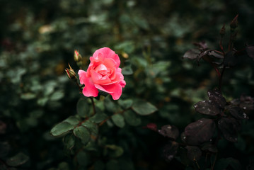 Photo of closeup pink rose with water drops and dark green leaves growing in garden with shallow Depth of Field.