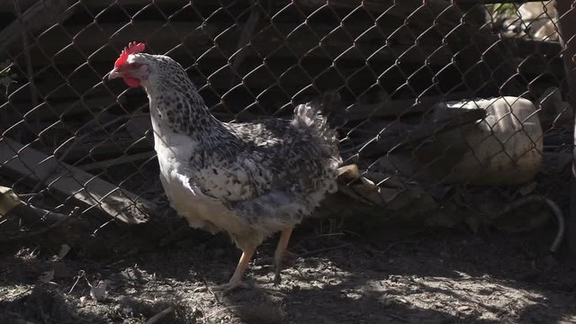 Chicken on village yard. Slow motion video