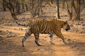 A dominant male tiger also king of the jungle on territory marking on a beautiful morning at Ranthambore National Park, India