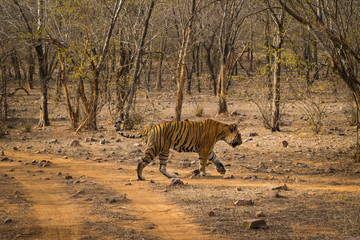 A dominant male tiger also king of the jungle on territory marking on a beautiful morning at Ranthambore National Park, India
