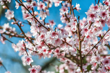  Pink flowers texture background