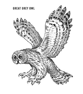 Great grey owl. Wild forest bird of prey. Hand drawn sketch graphic style.  Fashion patch. Print for  t-shirt, Tattoo or badges.