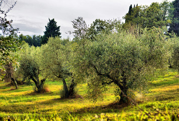 Olive trees garden. Mediterranean olive field ready for harvest. Italian olive's grove with ripe...