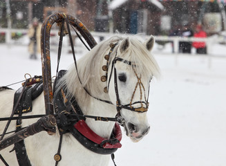 Head of white draught horse with harness in wintertime