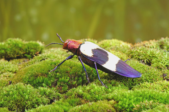 Beetles : Banded Jewel Beetle (Chrysochroa buqueti rugicollis) or Red speckled beetle, is a species of beetle in Buprestidae family. Selective focus.