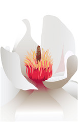 Magnolia on white background, vector illustration red