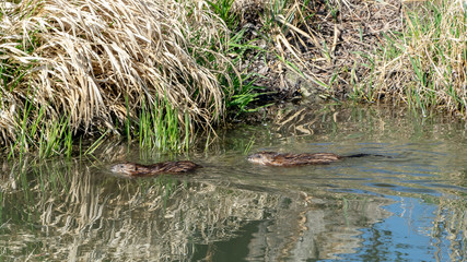 Two muskrats swimming on the shore of a canal