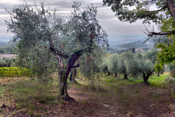 Olive trees garden. Mediterranean olive field ready for harvest. Italian olive's grove with ripe...