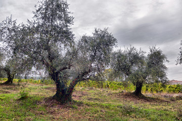 Olive trees garden. Mediterranean olive field ready for harvest. Italian olive's grove with ripe...